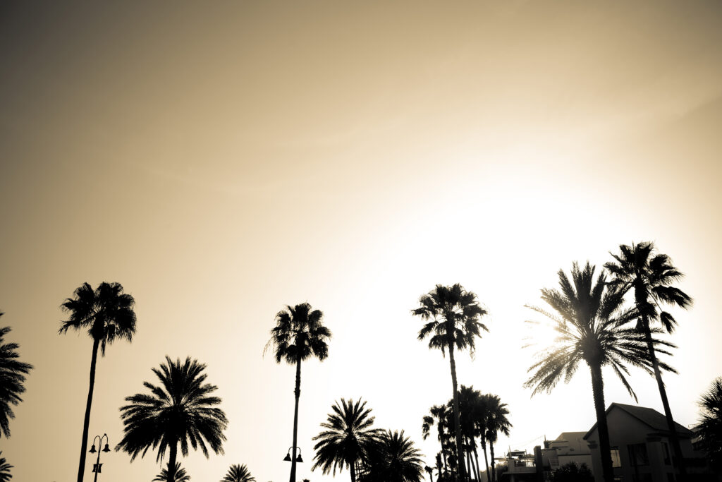 Silhouettes of tropical coconut palm trees over an early evening sky.